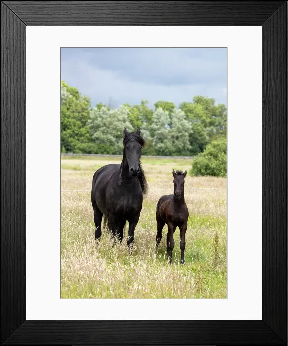 Framed Print : A Friesian mare and her foal, North-West Friesland, Netherlands Framed Print : A Friesian mare and her foal, North-West Friesland, Netherlands