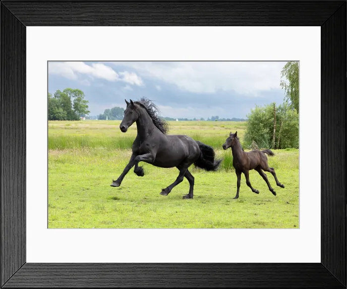 Framed Print : A Friesian mare and her foal run free, North-West Friesland, Netherlands Framed Print : A Friesian mare and her foal run free, North-West Friesland, Netherlands