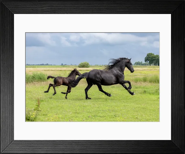 Framed Print : A Friesian mare and her foal run free, North-West Friesland, Netherlands Framed Print : A Friesian mare and her foal run free, North-West Friesland, Netherlands