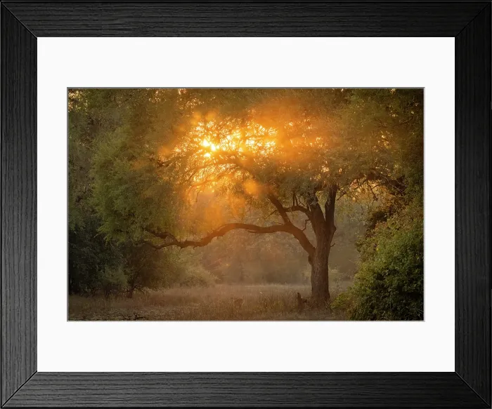 Framed Print : Sunrise through trees and dust, South Luangwa National Park, Zambia Framed Print : Sunrise through trees and dust, South Luangwa National Park, Zambia