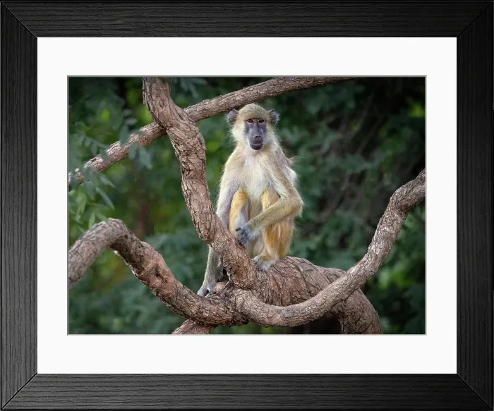 Framed Print : Yellow baboon, South Luangwa National Park, Zambia Framed Print : Yellow baboon, South Luangwa National Park, Zambia