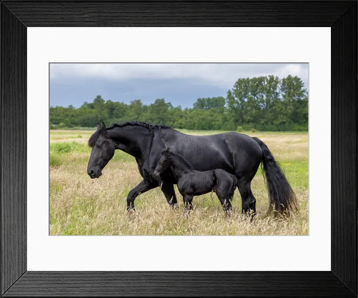 Framed Print : A Friesian mare and her foal, North-West Friesland, Netherlands Framed Print : A Friesian mare and her foal, North-West Friesland, Netherlands