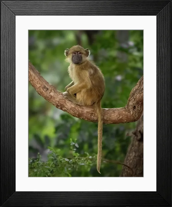 Framed Print : Yellow baboon, South Luangwa National Park, Zambia