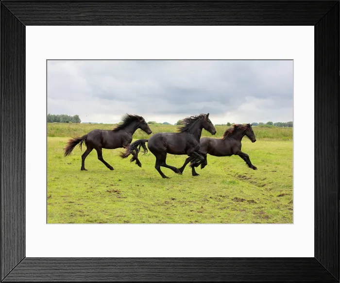 Framed Print : Three Friesian horses run free, North-West Friesland, Netherlands Framed Print : Three Friesian horses run free, North-West Friesland, Netherlands