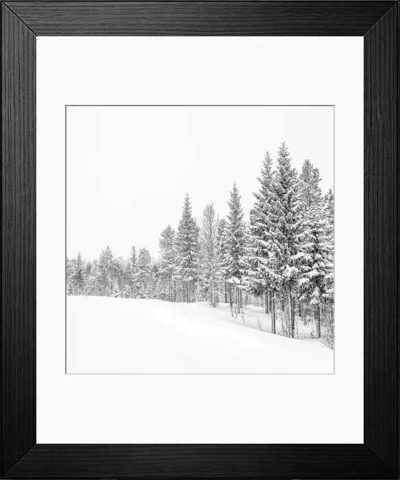 Framed Print : Trees and snow, Senja, Norway Framed Print : Trees and snow, Senja, Norway