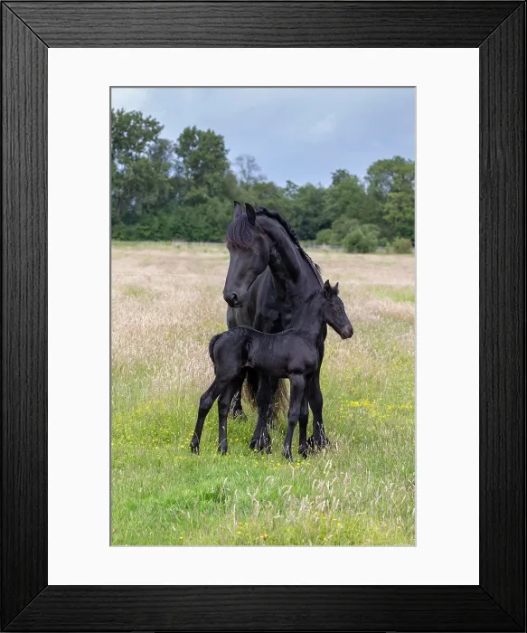 Framed Print : A Friesian mare and her foal, North-West Friesland, Netherlands