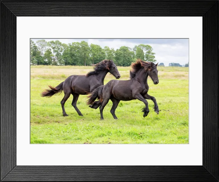 Framed Print : Two young Friesian horses run free, North-West Friesland, Netherlands