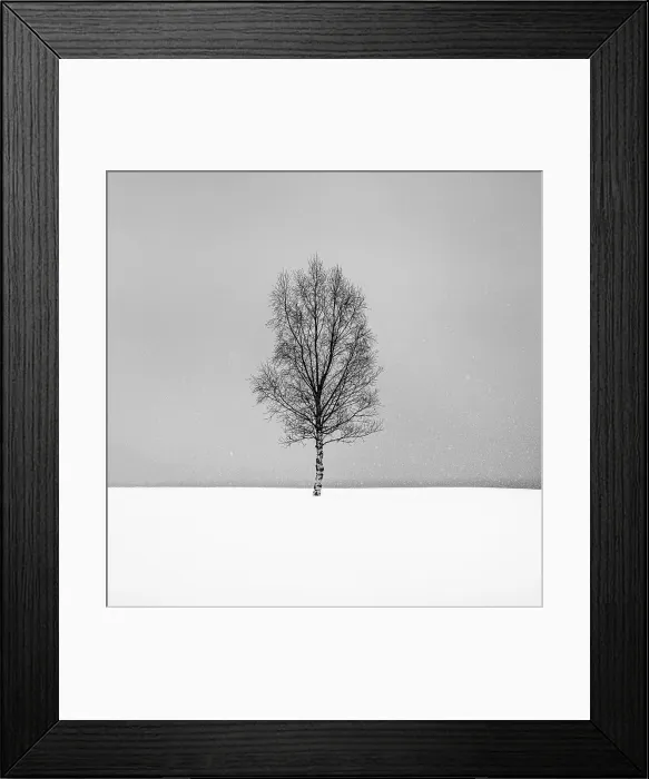 Framed Print : Single tree in the snow, Bergsbotn, Senja, Norway Framed Print : Single tree in the snow, Bergsbotn, Senja, Norway
