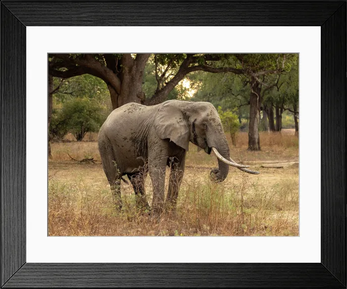 Framed Print : Elephant, South Luangwa National Park, Zambia Framed Print : Elephant, South Luangwa National Park, Zambia