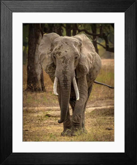 Framed Print : Elephant, South Luangwa National Park, Zambia Framed Print : Elephant, South Luangwa National Park, Zambia