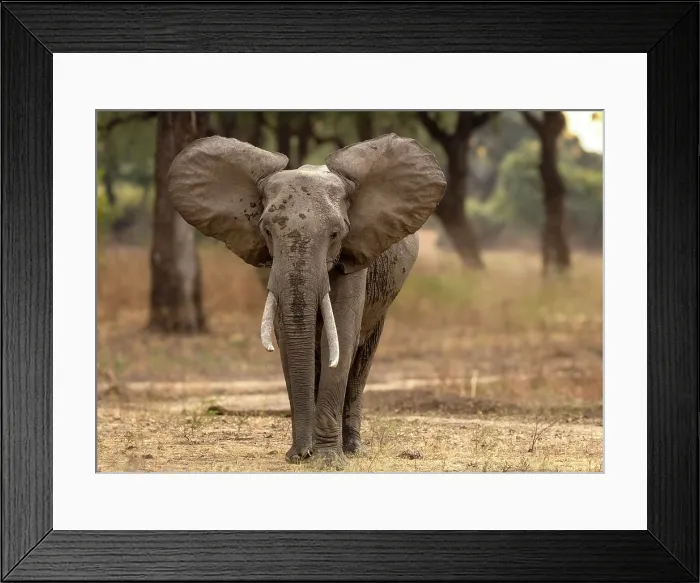 Framed Print : Elephant, South Luangwa National Park, Zambia Framed Print : Elephant, South Luangwa National Park, Zambia