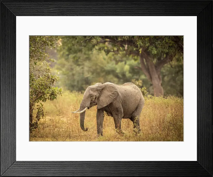 Framed Print : Elephant, South Luangwa National Park, Zambia Framed Print : Elephant, South Luangwa National Park, Zambia