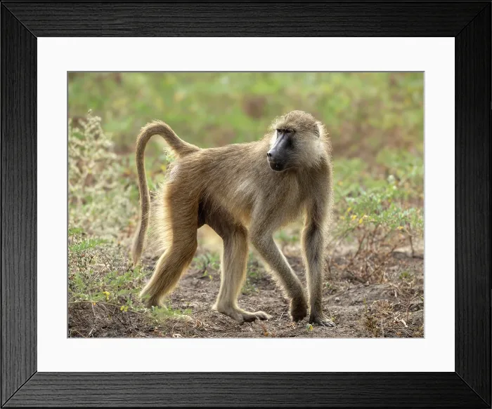 Framed Print : Yellow baboon, South Luangwa National Park, Zambia Framed Print : Yellow baboon, South Luangwa National Park, Zambia