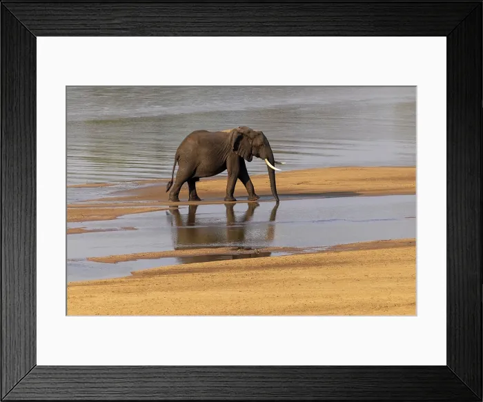 Framed Print : Elephant crossing the Luangwa River, South Luangwa National Park, Zambia Framed Print : Elephant crossing the Luangwa River, South Luangwa National Park, Zambia