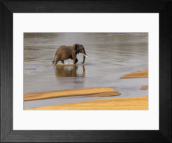 Framed Print : Elephant crossing the Luangwa River, South Luangwa National Park, Zambia Framed Print : Elephant crossing the Luangwa River, South Luangwa National Park, Zambia