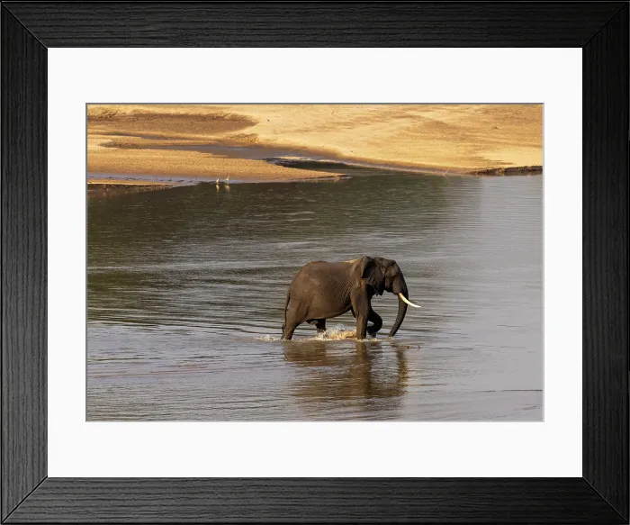 Framed Print : Elephant crossing the Luangwa River, South Luangwa National Park, Zambia Framed Print : Elephant crossing the Luangwa River, South Luangwa National Park, Zambia