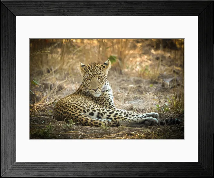 Framed Print : Young leopard, South Luangwa National Park, Zambia Framed Print : Young leopard, South Luangwa National Park, Zambia