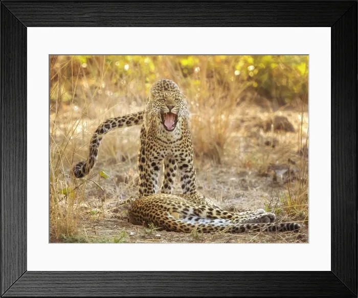Framed Print : Young leopard brothers, South Luangwa National Park, Zambia Framed Print : Young leopard brothers, South Luangwa National Park, Zambia