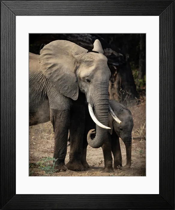 Framed Print : Elephant and calf, South Luangwa National Park, Zambia Framed Print : Elephant and calf, South Luangwa National Park, Zambia