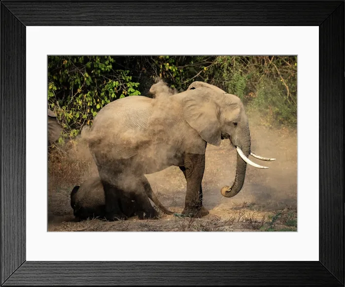 Framed Print : Elephant and calf taking dust bath, , South Luangwa National Park, Zambia Framed Print : Elephant and calf taking dust bath, , South Luangwa National Park, Zambia