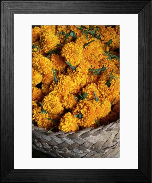 Framed Print : Marigold flowers for temple offerings in a market in East Bali, Bali, Indonesia Framed Print : Marigold flowers for temple offerings in a market in East Bali, Bali, Indonesia