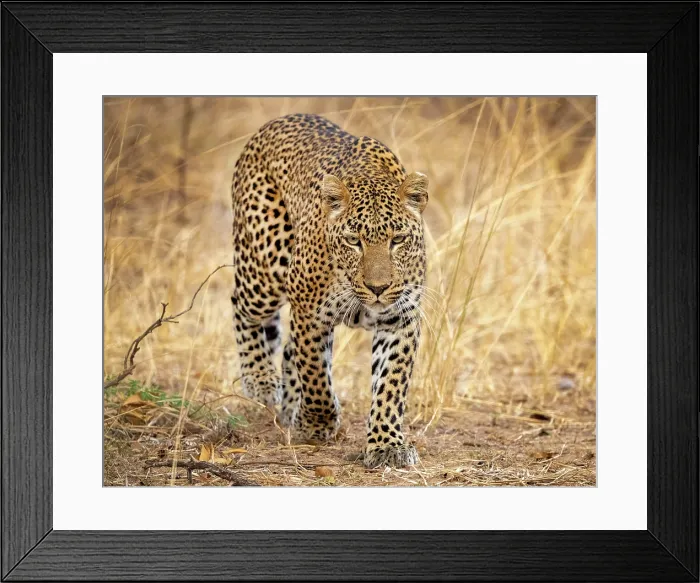 Framed Print : Young leopard, South Luangwa National Park, Zambia Framed Print : Young leopard, South Luangwa National Park, Zambia