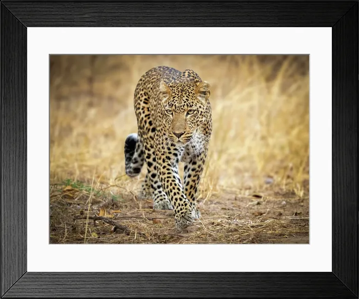 Framed Print : Leopard, South Luangwa National Park, Zambia Framed Print : Leopard, South Luangwa National Park, Zambia
