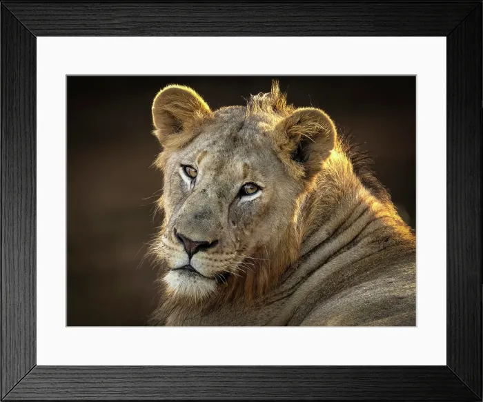 Framed Print : Young male lion, Zimanga Private Game Reserve, KwaZulu Natal, South Africa Framed Print : Young male lion, Zimanga Private Game Reserve, KwaZulu Natal, South Africa