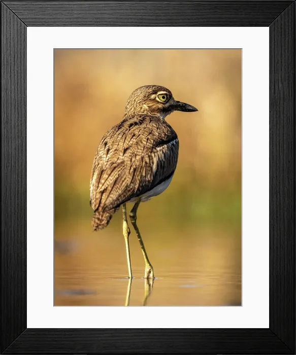 Framed Print : Water thick knee, Zimanga Private Game Reserve, KwaZulu Natal, South Africa Framed Print : Water thick knee, Zimanga Private Game Reserve, KwaZulu Natal, South Africa