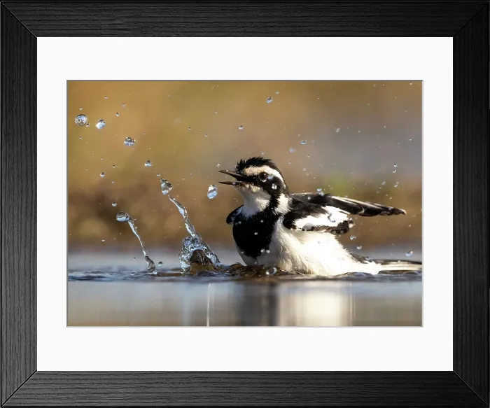 Framed Print : African pied wagtail bathing, Zimanga Private Game Reserve, KwaZulu Natal, South Africa Framed Print : African pied wagtail bathing, Zimanga Private Game Reserve, KwaZulu Natal, South Africa