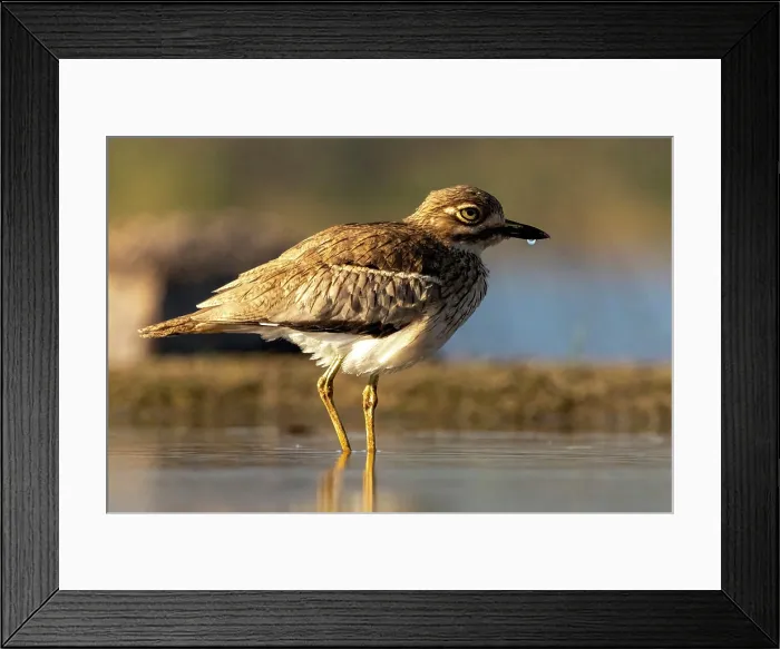 Framed Print : Water thick knee, Zimanga Private Game Reserve, KwaZulu Natal, South Africa Framed Print : Water thick knee, Zimanga Private Game Reserve, KwaZulu Natal, South Africa