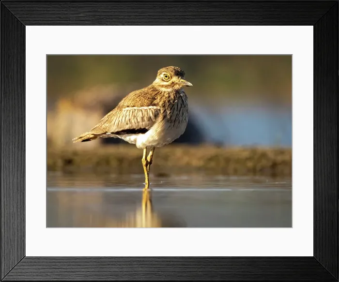 Framed Print : Water thick knee, Zimanga Private Game Reserve, KwaZulu Natal, South Africa Framed Print : Water thick knee, Zimanga Private Game Reserve, KwaZulu Natal, South Africa