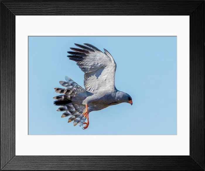 Framed Print : Dark chanting goshawk in flight, Zimanga Private Game Reserve, KwaZulu Natal, South Africa