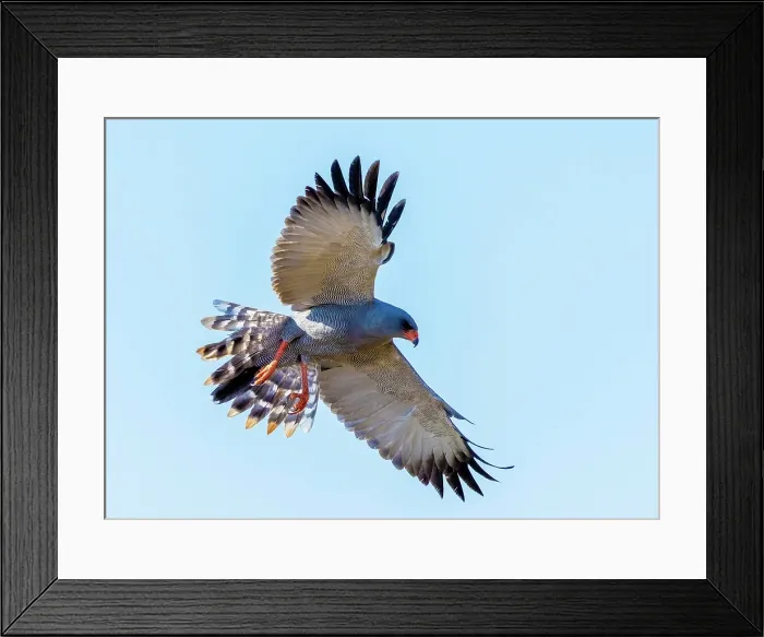 Framed Print : Dark chanting goshawk in flight, Zimanga Private Game Reserve, KwaZulu Natal, South Africa Framed Print : Dark chanting goshawk in flight, Zimanga Private Game Reserve, KwaZulu Natal, South Africa