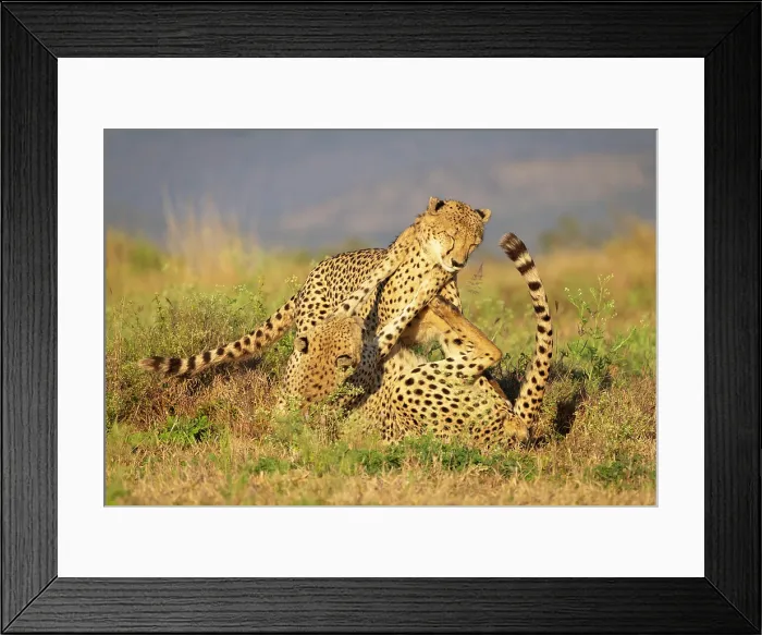 Framed Print : Cheetah brothers play fighting, Zimanga Private Game Reserve, KwaZulu Natal, South Africa Framed Print : Cheetah brothers play fighting, Zimanga Private Game Reserve, KwaZulu Natal, South Africa
