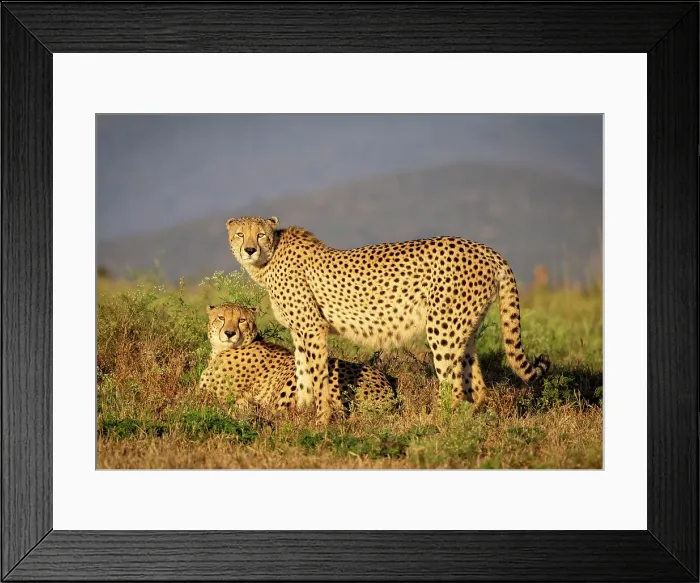 Framed Print : Cheetah bothers bathed in early morning sunlight, Zimanga Private Game Reserve, KwaZulu Natal, South Africa Framed Print : Cheetah bothers bathed in early morning sunlight, Zimanga Private Game Reserve, KwaZulu Natal, South Africa