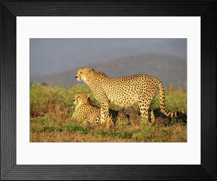 Framed Print : Cheetah brothers bathed in early morning sunlight, Zimanga Private Game Reserve, KwaZulu Natal, South Africa Framed Print : Cheetah brothers bathed in early morning sunlight, Zimanga Private Game Reserve, KwaZulu Natal, South Africa