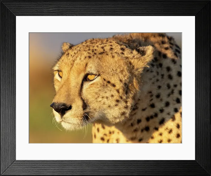 Framed Print : Cheetah bathed in early morning sunlight, Zimanga Private Game Reserve, KwaZulu Natal, South Africa Framed Print : Cheetah bathed in early morning sunlight, Zimanga Private Game Reserve, KwaZulu Natal, South Africa