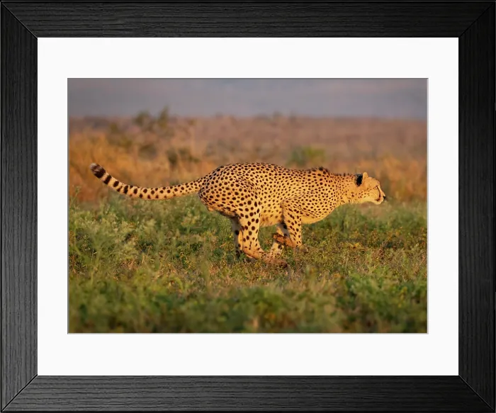Framed Print : Cheetah running, Zimanga Private Game Reserve, KwaZulu Natal, South Africa Framed Print : Cheetah running, Zimanga Private Game Reserve, KwaZulu Natal, South Africa