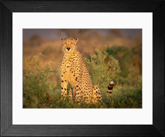 Framed Print : Cheetah bathed in early morning sunlight, Zimanga Private Game Reserve, KwaZulu Natal, South Africa Framed Print : Cheetah bathed in early morning sunlight, Zimanga Private Game Reserve, KwaZulu Natal, South Africa