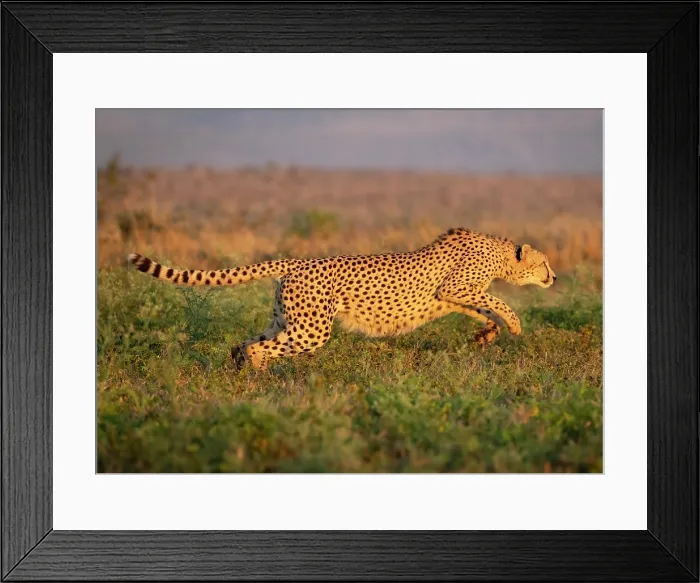 Framed Print : Cheetah running, Zimanga Private Game Reserve, KwaZulu Natal, South Africa Framed Print : Cheetah running, Zimanga Private Game Reserve, KwaZulu Natal, South Africa