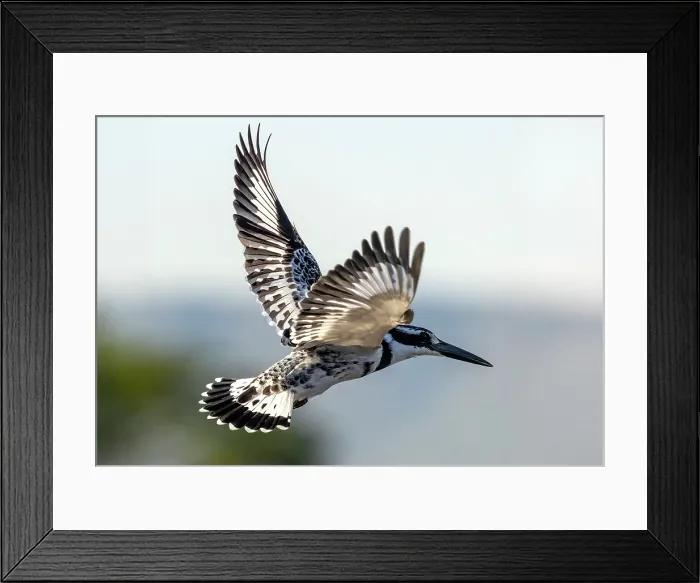 Framed Print : Pied Kingfisher (Ceryle rudis) in flight, Zimanga Private Game Reserve, KwaZulu Natal, South Africa