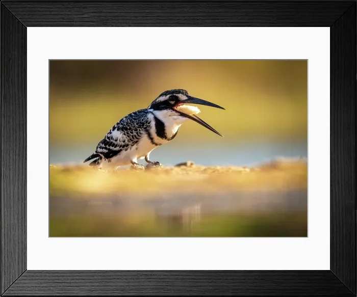 Framed Print : Pied Kingfisher (Ceryle rudis) regurgitating food, Zimanga Private Game Reserve, KwaZulu Natal, South Africa Framed Print : Pied Kingfisher (Ceryle rudis) regurgitating food, Zimanga Private Game Reserve, KwaZulu Natal, South Africa