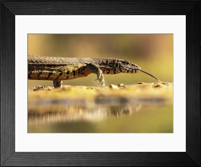 Framed Print : Water monitor lizard, Zimanga Private Game Reserve, KwaZulu Natal, South Africa Framed Print : Water monitor lizard, Zimanga Private Game Reserve, KwaZulu Natal, South Africa
