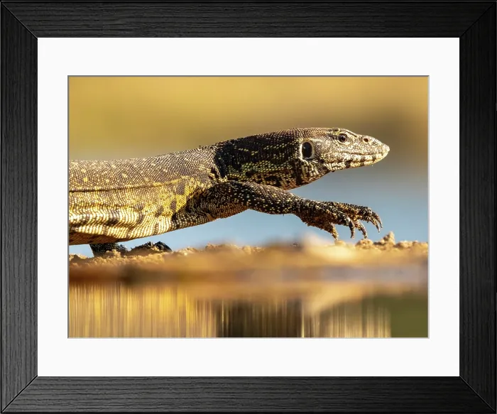 Framed Print : Water monitor lizard, Zimanga Private Game Reserve, KwaZulu Natal, South Africa Framed Print : Water monitor lizard, Zimanga Private Game Reserve, KwaZulu Natal, South Africa