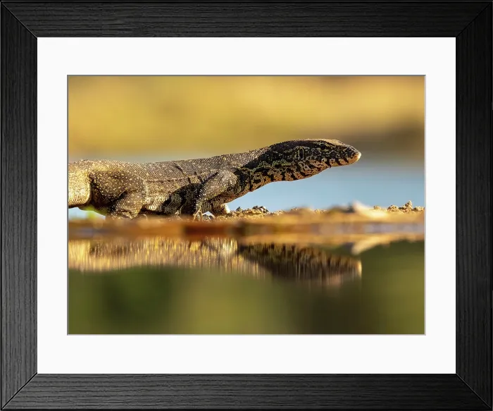 Framed Print : Water monitor lizard, Zimanga Private Game Reserve, KwaZulu Natal, South Africa Framed Print : Water monitor lizard, Zimanga Private Game Reserve, KwaZulu Natal, South Africa