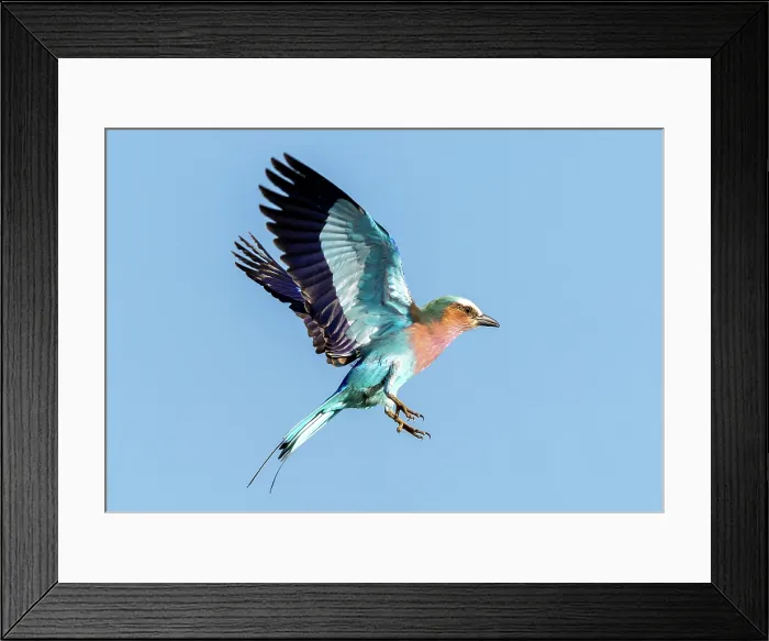 Framed Print : Lilac breasted roller in flight, , Zimanga Private Game Reserve, KwaZulu Natal, South Africa