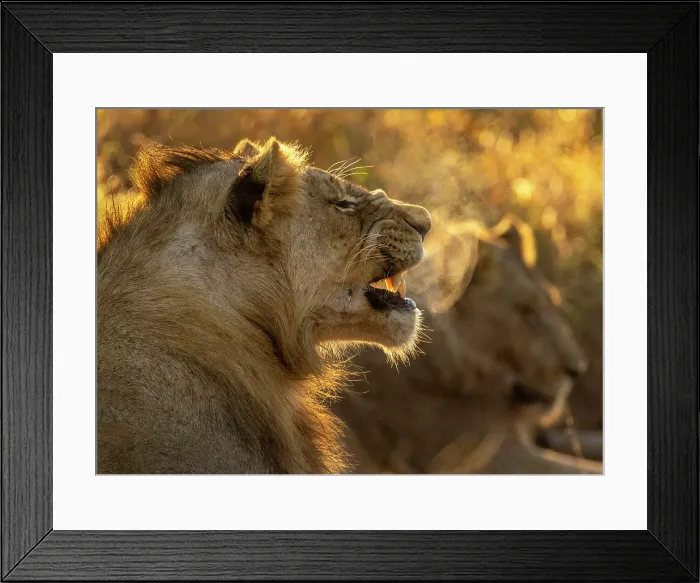 Framed Print : Young male lion, Zimanga Private Game Reserve, KwaZulu Natal, South Africa Framed Print : Young male lion, Zimanga Private Game Reserve, KwaZulu Natal, South Africa