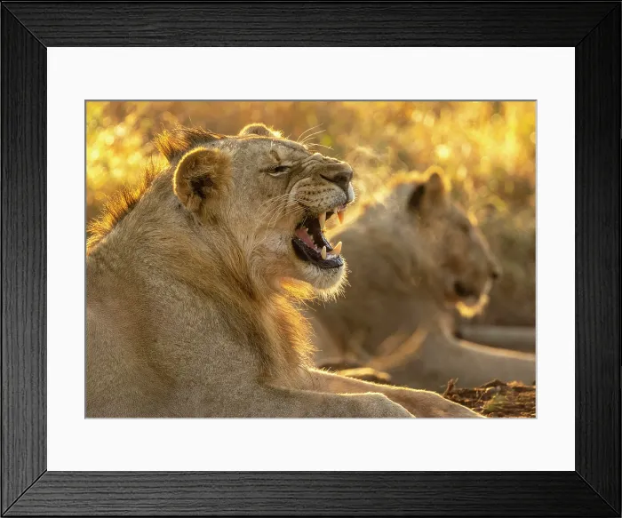 Framed Print : Young male lion growling, backlit by early morning sunlight, Zimanga Private Game Reserve, KwaZulu Natal, South Africa Framed Print : Young male lion growling, backlit by early morning sunlight, Zimanga Private Game Reserve, KwaZulu Natal, South Africa