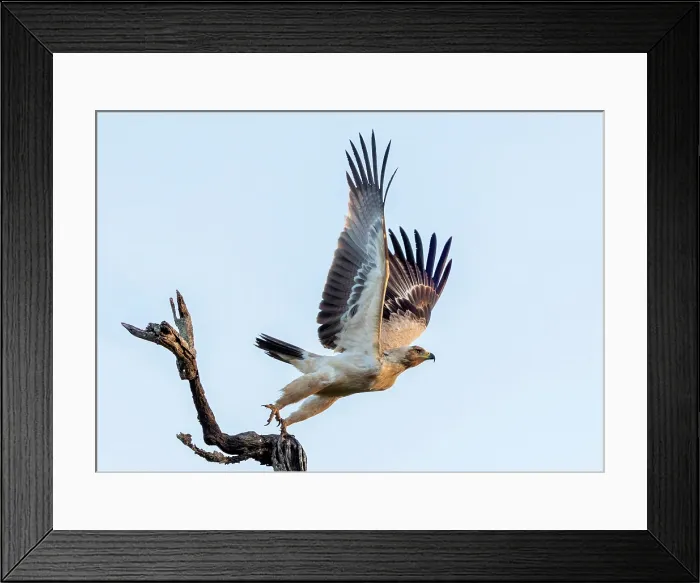 Framed Print : Tawny eagle taking off from tree, , Zimanga Private Game Reserve, KwaZulu Natal, South Africa Framed Print : Tawny eagle taking off from tree, , Zimanga Private Game Reserve, KwaZulu Natal, South Africa